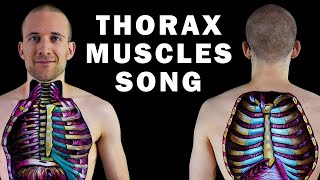 THE THORAX MUSCLE SONG [upl. by Yahiya]