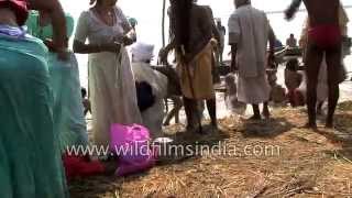 Hindu pilgrims and sadhus assemble for Kumbh Mela in Allahabad [upl. by Yatnahs]