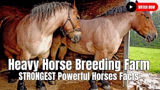 Heavy Horse Breeding Farm  STRONGEST Powerful Horses Facts [upl. by Bergstein]