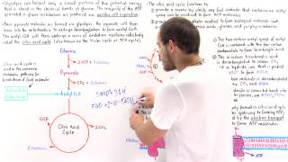 Introduction to Citric Acid Cycle [upl. by Brianna]