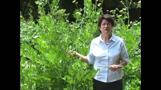 Lovage Growing Harvest and Use  Millcreek Herbs [upl. by Schifra918]