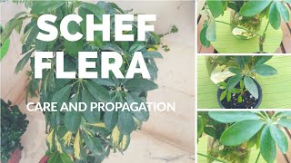 Schefflera care and propagation tips How to propagate Schefflera easily from a just a leaf [upl. by Bust52]