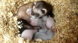 Basic Ferret Breeding From day 1 to week 8 [upl. by Schwab]