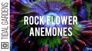 Rock Flower Anemones [upl. by Euqinot]