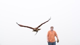 An Introduction to Falconry [upl. by Einner]