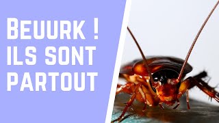 Comment se débarrasser des cafards dans son appartement [upl. by Aniroz760]