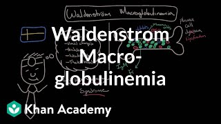 Waldenstrom Macroglobulinemia [upl. by Eilasor]