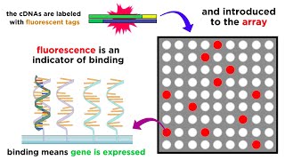 Gene Expression Analysis and DNA Microarray Assays [upl. by Halladba]