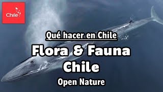 Qué hacer en Chile Flora y Fauna Chile  Naturaleza Abierta [upl. by Evangelist]