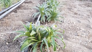 Starting Asiatic Lilies From Seed [upl. by Shirline]