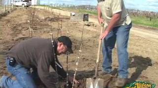 Backyard Orchard Demo  planting part two [upl. by Bancroft]