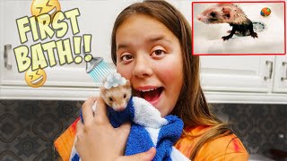 A DAY IN THE LIFE WITH OUR NEW BABY FERRET [upl. by Pius]