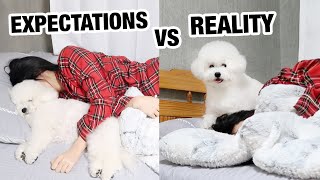 Owning A Dog Expectations vs Reality [upl. by Akerdnahs425]