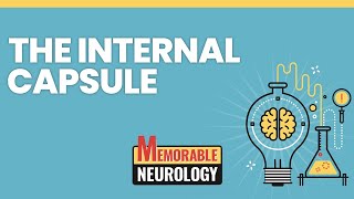 Internal Capsule Mnemonics Memorable Neurology Lecture 5 [upl. by Arney]