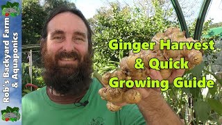 Ginger Harvest amp Quick Ginger Growing Guide [upl. by Aneem]