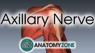 Axillary Nerve  3D Anatomy Tutorial [upl. by Evie]