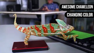 Chameleon Changing Color  Animals are Awesome [upl. by Torbert152]