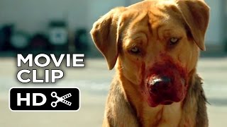 Top 25 Movies For Dog Lovers [upl. by Loss846]