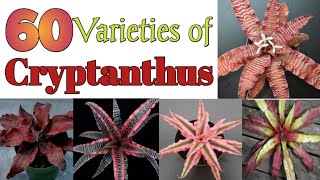 60 Varieties of Cryptanthus Plant with Names  Plant and Planting [upl. by Thill]