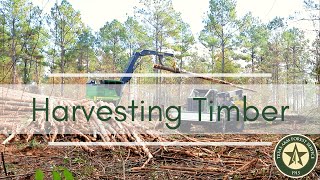 Harvesting Timber on Your Property  What You Need to Know [upl. by Animlehliw134]