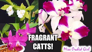 3 Very Fragrant Cattleya Orchids The green flowered Cattleya opens [upl. by Aihgn]