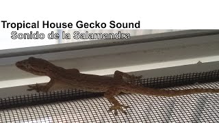 Common House Gecko 🦎 Sound 🔊 Lizards in backyard  Sonidos de la Salamandra común de Australia [upl. by Eiryk]