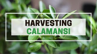 Harvesting Calamansi [upl. by Montanez]