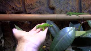 Phelsuma Grandis Madagascar Giant Day Gecko [upl. by Nnawaj]