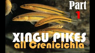 Pike cichlids Crenicichla guide to all the species from the Rio XIngu in nature and the aquarium [upl. by Auqinahs636]