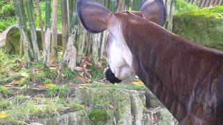 OKAPI [upl. by Gunter270]