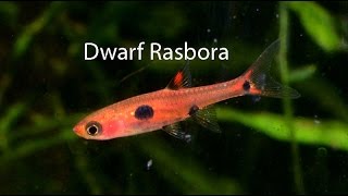 Dwarf Rasbora the underrated cousin of the Chili rasbora [upl. by Arthur]