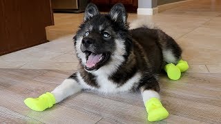 Funny Huskies Try Shoes For The First Time [upl. by Ytiak]