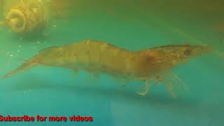 Fresh water shrimps  Prawn alive [upl. by Kerstin]