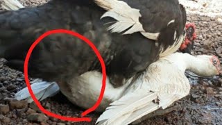 Muscovy Duck In Heat Hard Mating 2021 [upl. by Fraya]