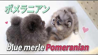 ♥Tiny Micro Teacup blue Pomeranian Puppy♥ [upl. by Esilec231]