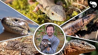 Top 5 Tegu Lizards You Didnt Know Existed [upl. by Longawa]