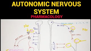 Autonomic Pharmacology  1  Sympathetic amp Parasympathetic Nervous System  EOMS [upl. by Vitale944]