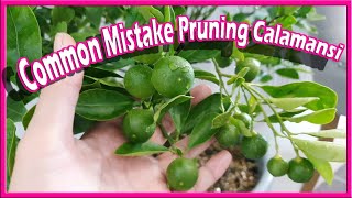 Common Mistake Pruning Calamansi Grow Your Own Kalamansi Lime Lemon Citrus Plant Tips [upl. by Suertemed614]