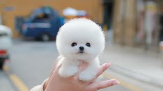 Teacup White Pomeranian DOROTHY │ Miniteacuppuppy │ Puppies for sale [upl. by Hamon576]