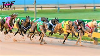 Australian champion Greyhound race [upl. by Skees]