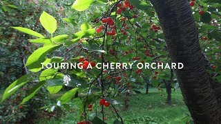 Touring a Michigan Montmorency Cherry Orchard [upl. by Janicki]