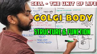 Golgi body  Cell  The unit of life [upl. by Leon512]