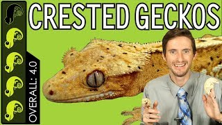 Crested Gecko The Best Pet Reptile [upl. by Ahserkal858]