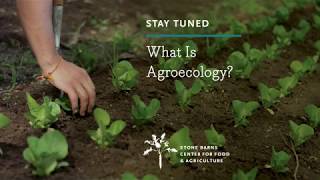 What Is Agroecology [upl. by Hgierb743]