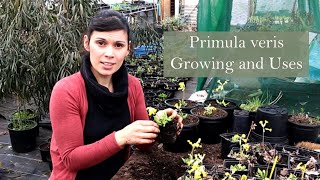 Medicinal Uses of Primrose Primula veris [upl. by Urbana469]