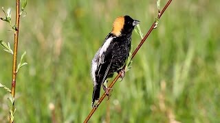 Hear the lovely Bobolink song [upl. by Aisorbma79]