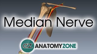 Median Nerve  3D Anatomy Tutorial [upl. by Pollerd]