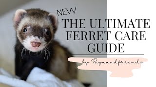 Ultimate Ferret Care Guide 2021 NEW [upl. by Ibib]