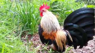 Yellow Dutch Bantams [upl. by Quita]