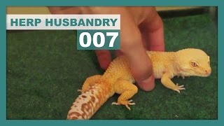 How to Safely Handle a Leopard Gecko [upl. by Loy158]